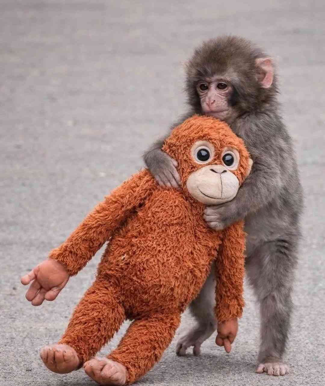 子ザルのパンチくん「（池に）落とされたのでは？」指摘受け市川動植物園が報告　「『落とした』と思われる個体を特定し必要な措置」