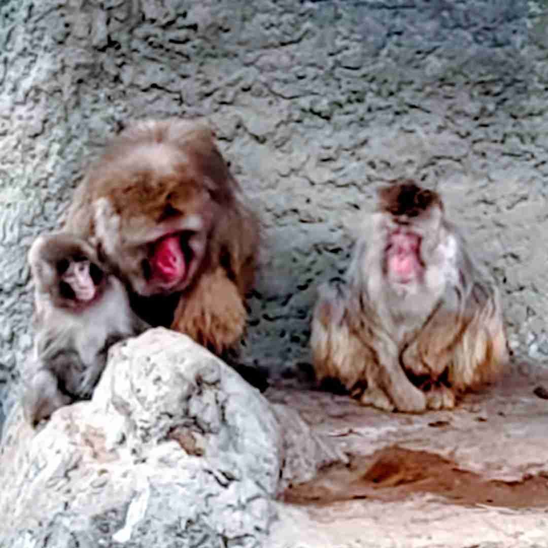 子ザルのパンチくん「（池に）落とされたのでは？」指摘受け市川動植物園が報告　「『落とした』と思われる個体を特定し必要な措置」