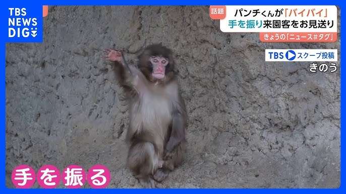 子ザルのパンチくん「（池に）落とされたのでは？」指摘受け市川動植物園が報告　「『落とした』と思われる個体を特定し必要な措置」