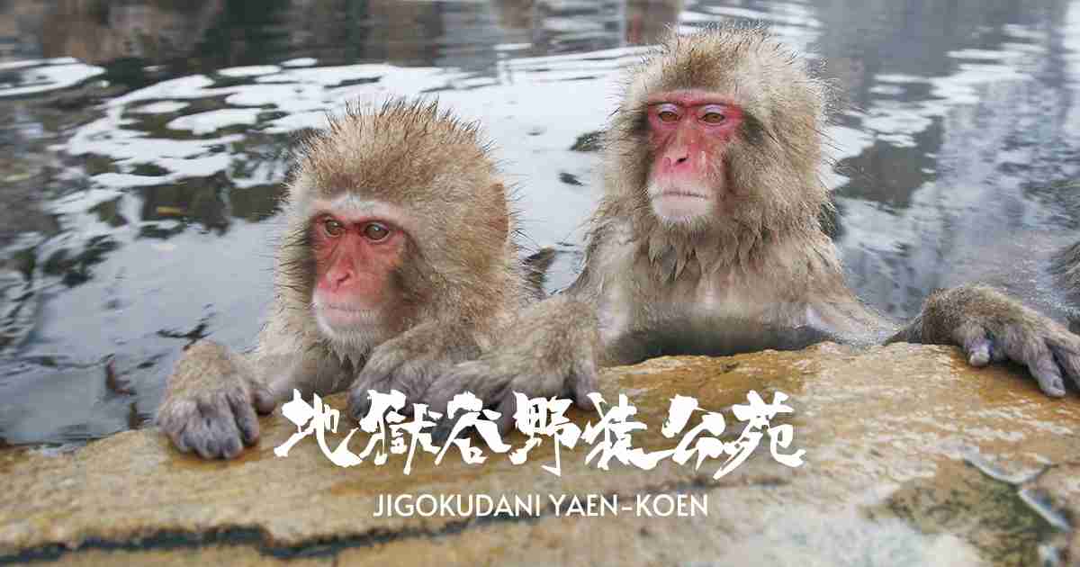 子ザルのパンチくん「（池に）落とされたのでは？」指摘受け市川動植物園が報告　「『落とした』と思われる個体を特定し必要な措置」