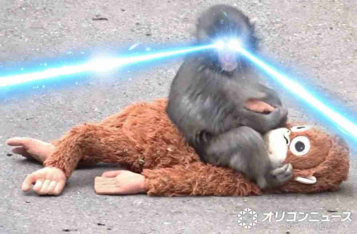 子ザルのパンチくん「（池に）落とされたのでは？」指摘受け市川動植物園が報告　「『落とした』と思われる個体を特定し必要な措置」