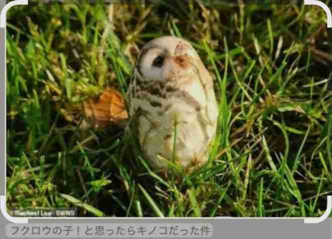 見たら「あっ！」と言うかもしれないトピ