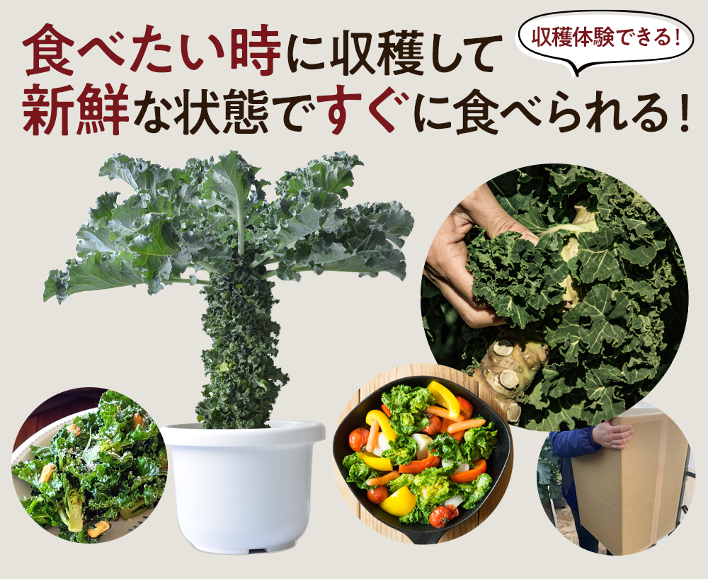 ベランダでプランター菜園してる方!