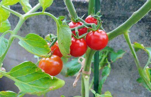 ベランダでプランター菜園してる方!