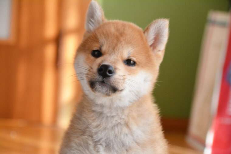 犬界にガルちゃんがあればありそうなこと