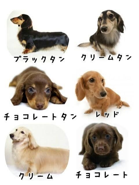 犬界にガルちゃんがあればありそうなこと