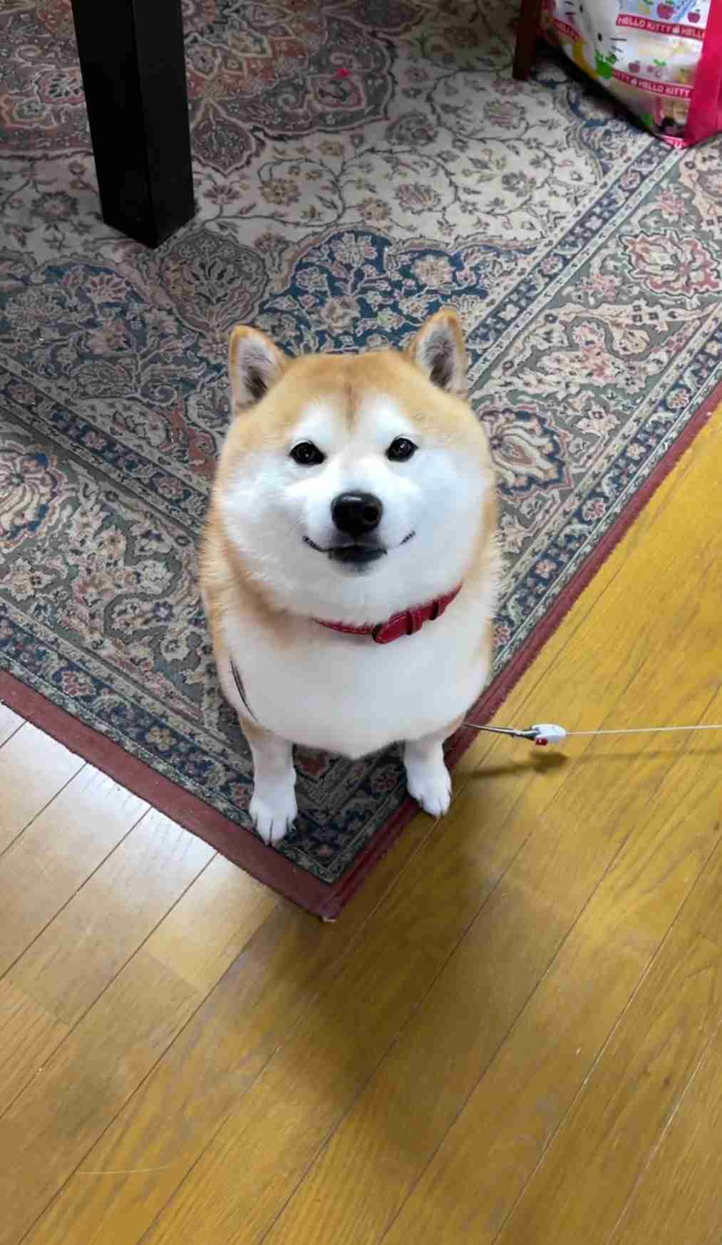 犬界にガルちゃんがあればありそうなこと