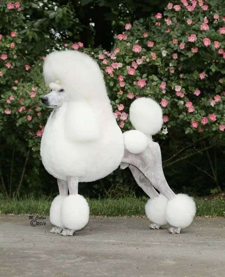 犬界にガルちゃんがあればありそうなこと