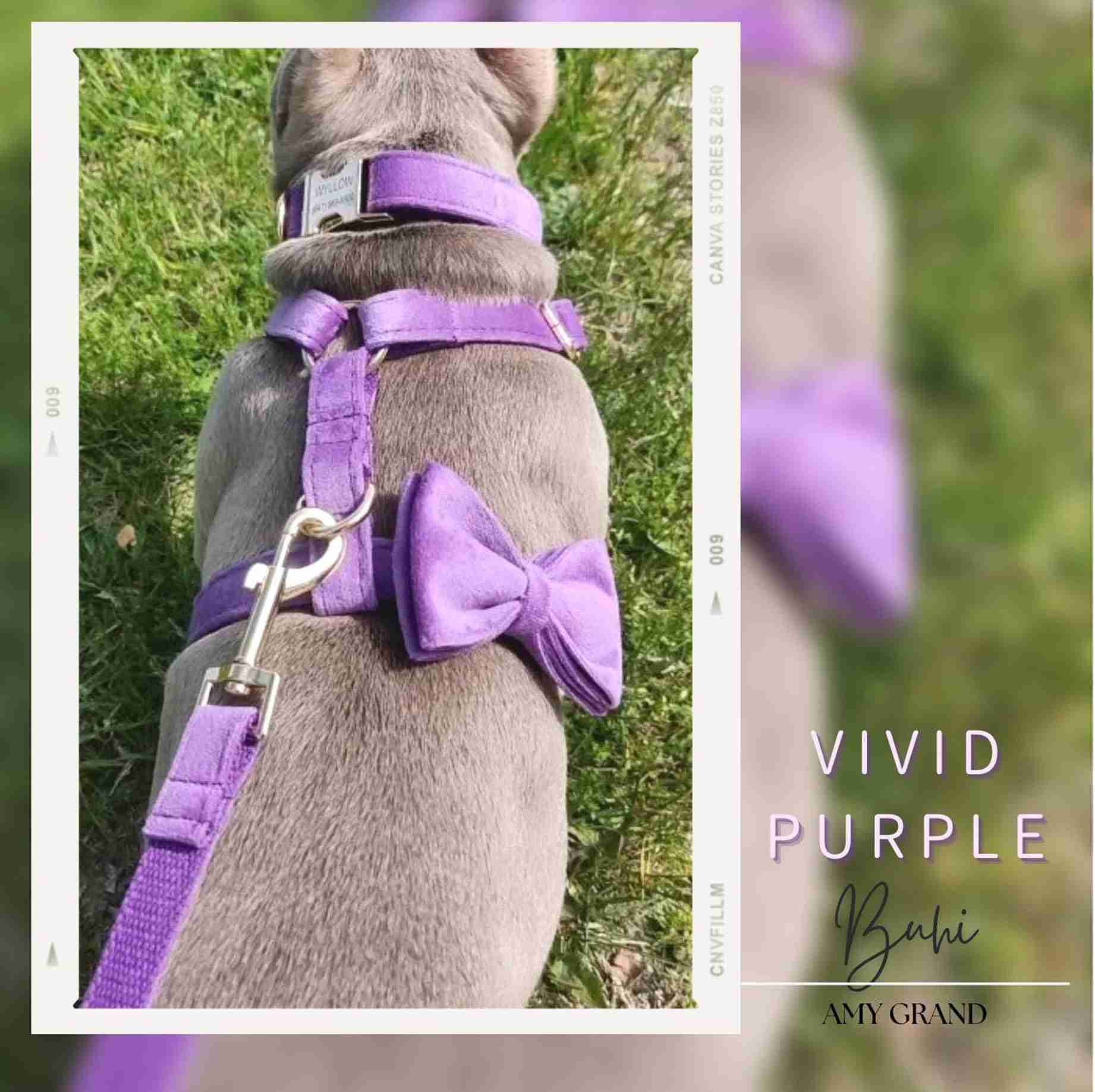 犬界にガルちゃんがあればありそうなこと