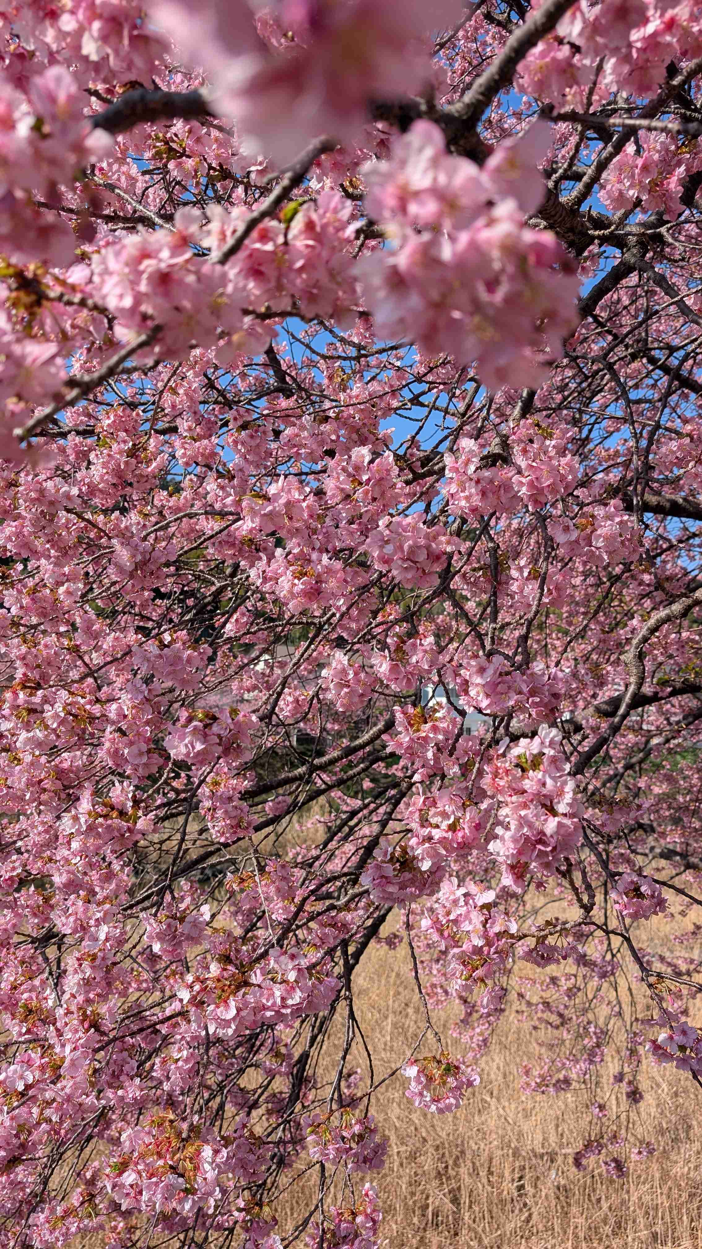 桜が咲いただけで大騒ぎする風潮が嫌