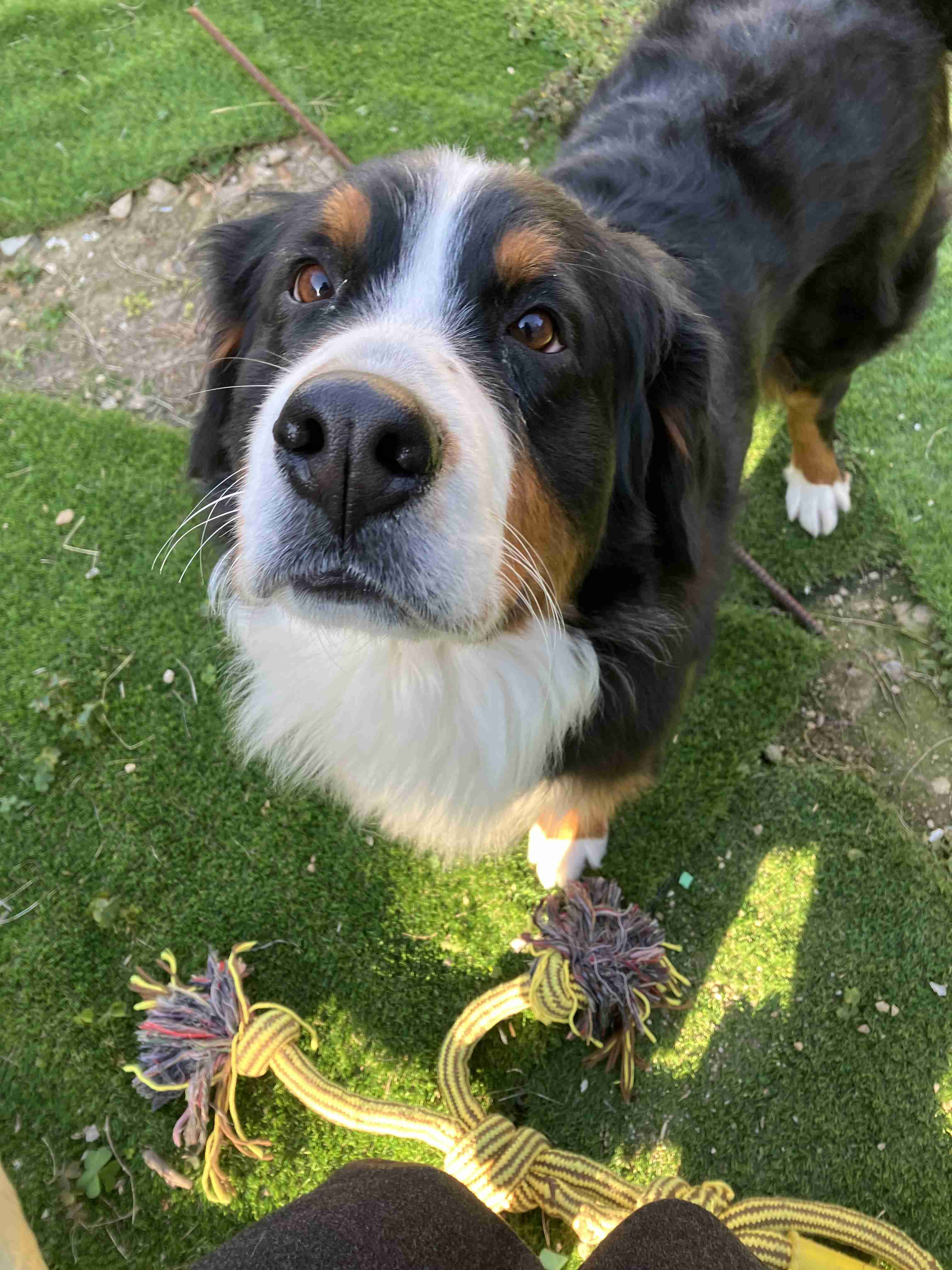 好きな犬種の良いところを呟く