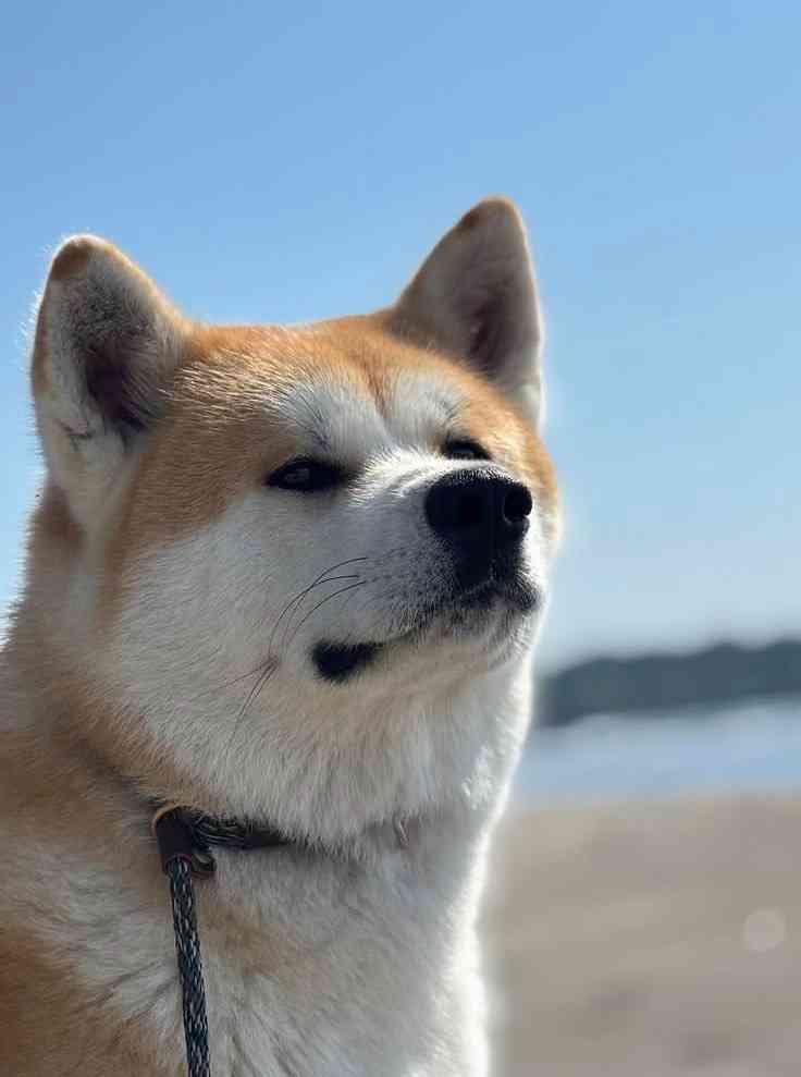 好きな犬種の良いところを呟く