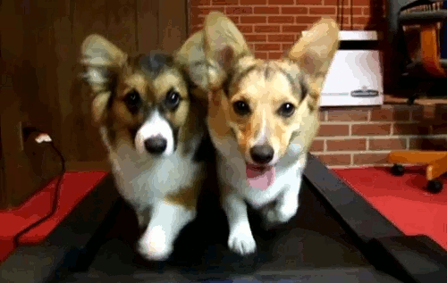 好きな犬種の良いところを呟く