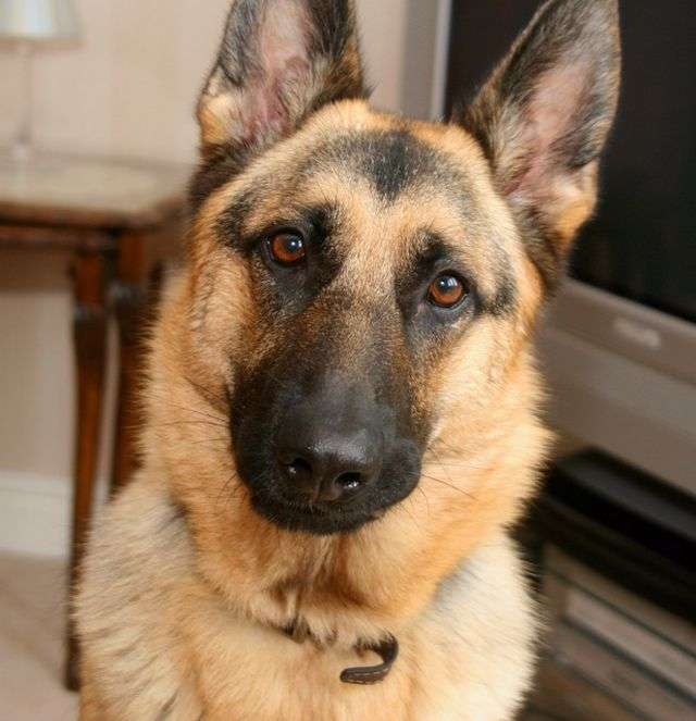好きな犬種の良いところを呟く