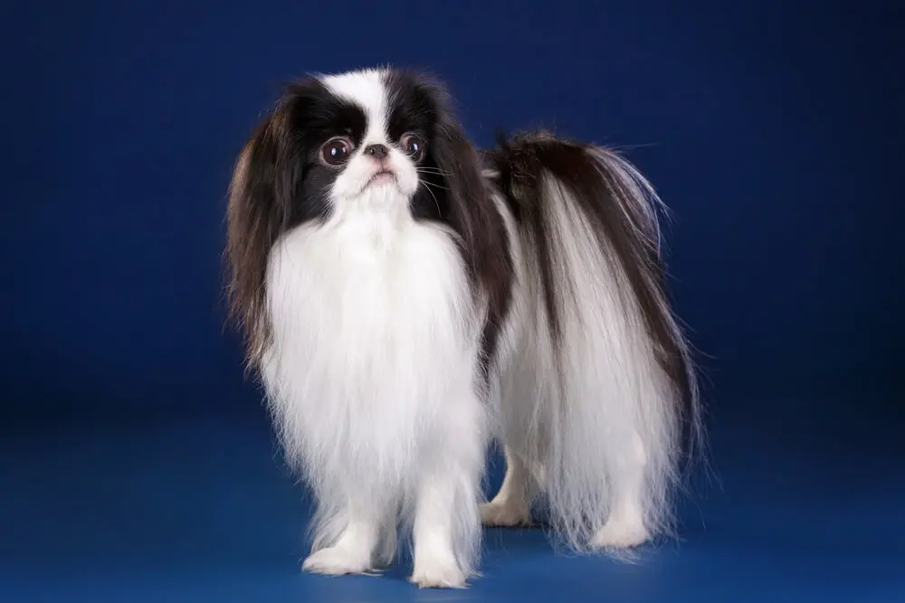 好きな犬種の良いところを呟く