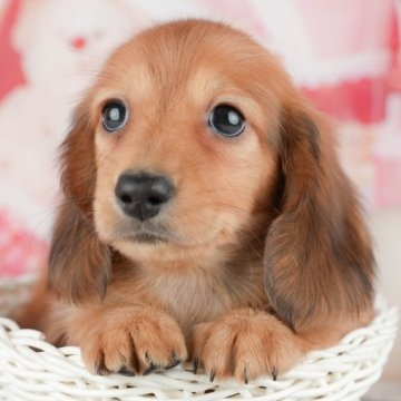 好きな犬種の良いところを呟く
