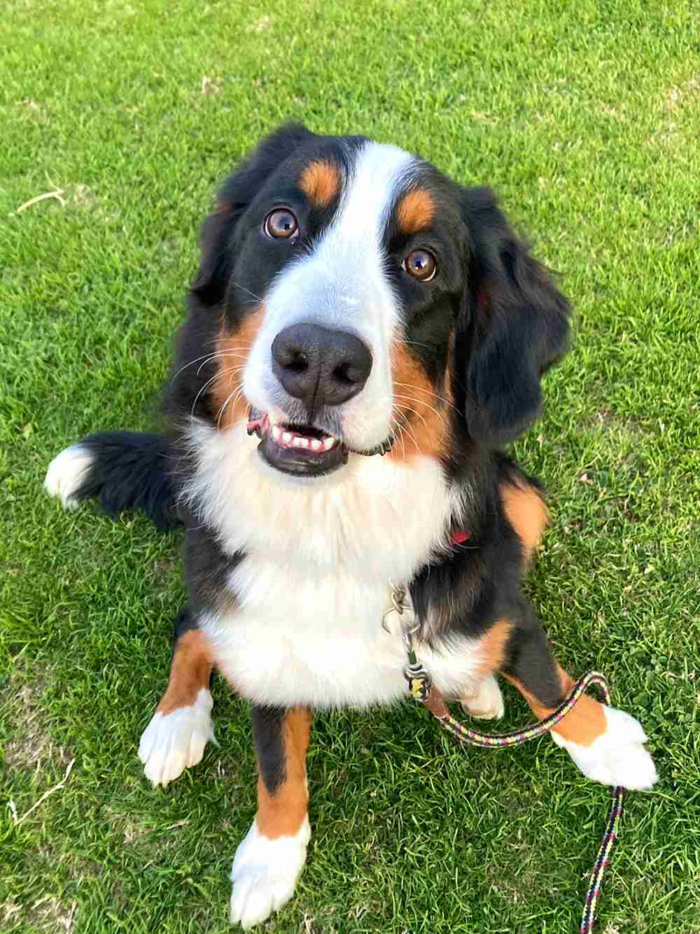 好きな犬種の良いところを呟く