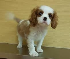 好きな犬種の良いところを呟く