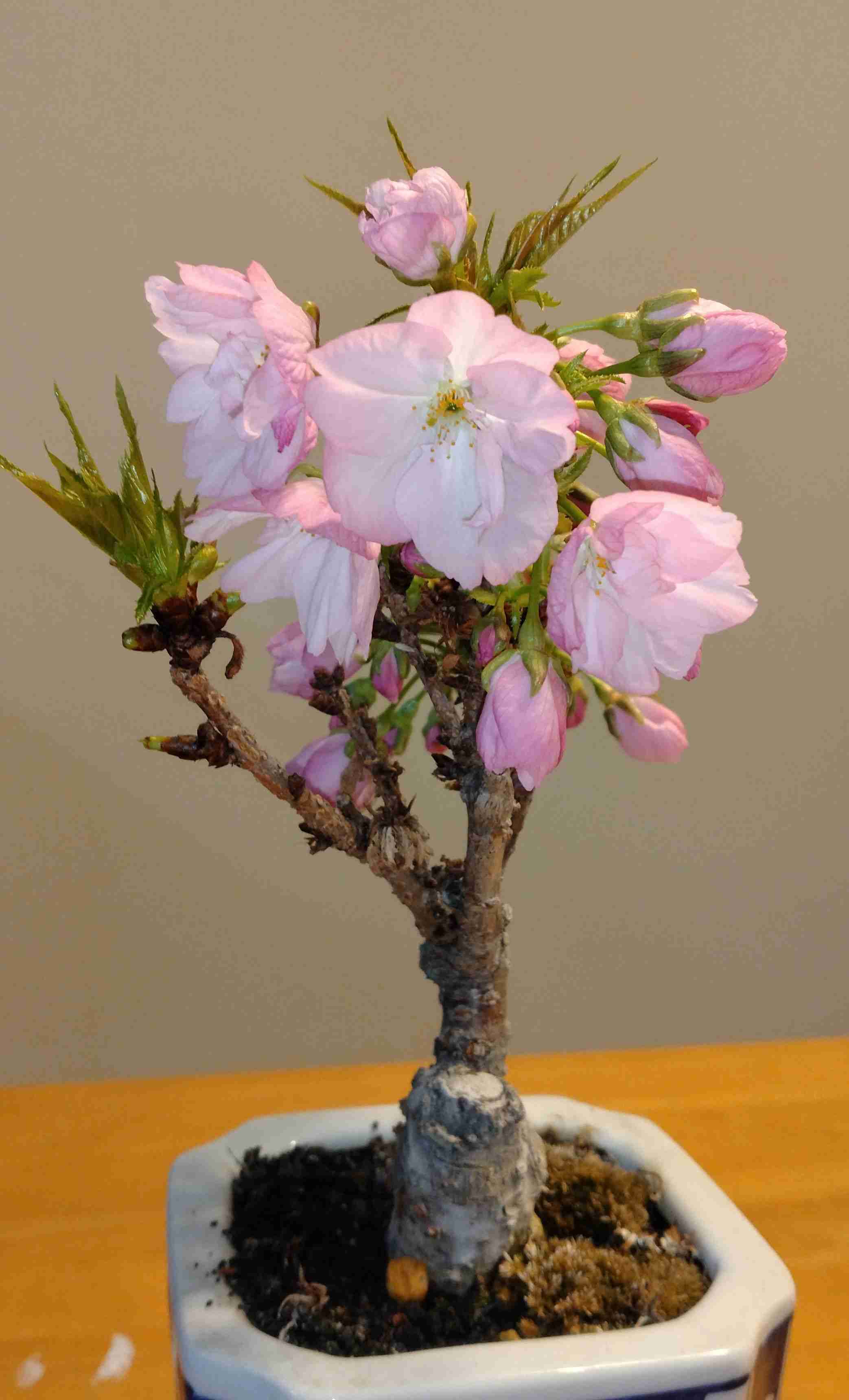 最近ささやかな幸せありましたか？