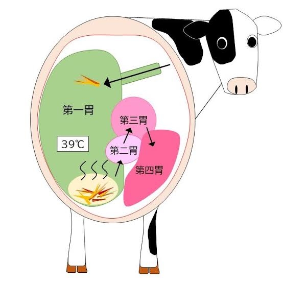 保険が使えたらいいのにと思う治療