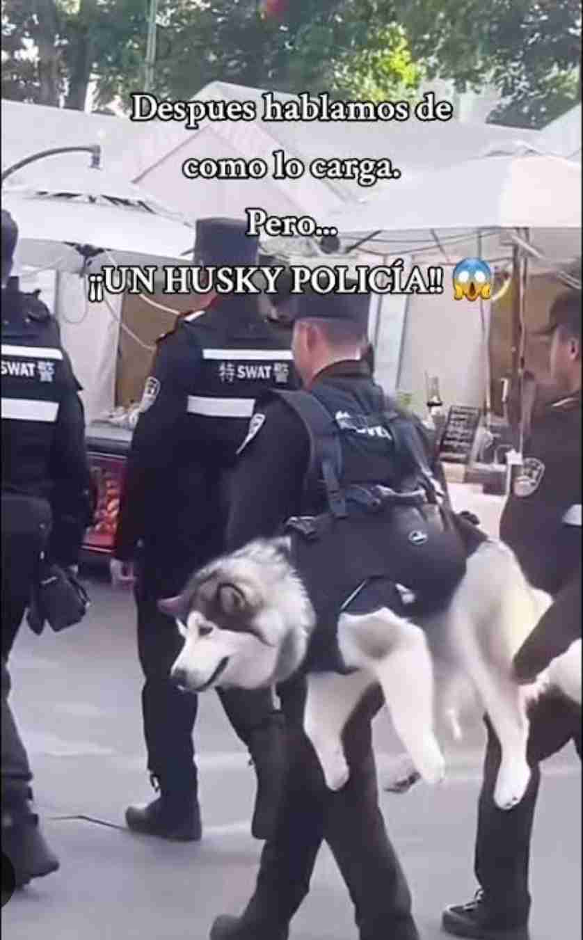 警察犬デビューするシェパード、ちょっぴり不安？しがみつく様子に「緊張してる」「頑張って」の声