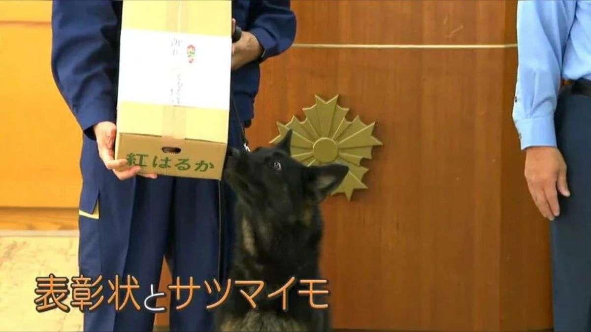 警察犬デビューするシェパード、ちょっぴり不安？しがみつく様子に「緊張してる」「頑張って」の声