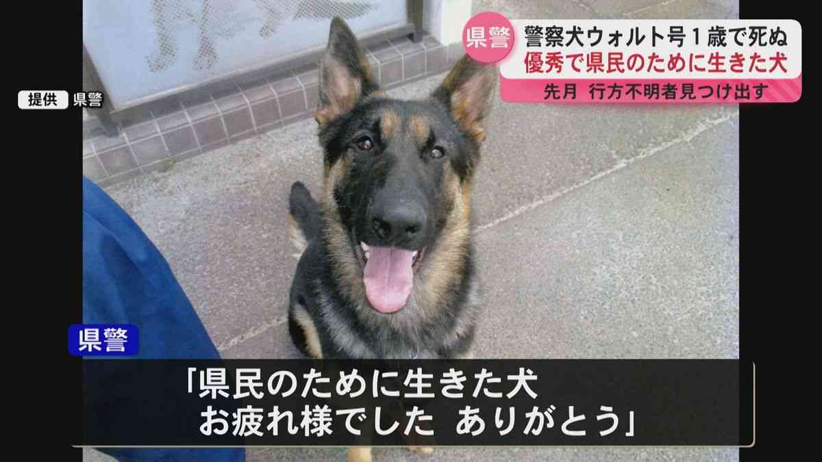 警察犬デビューするシェパード、ちょっぴり不安？しがみつく様子に「緊張してる」「頑張って」の声