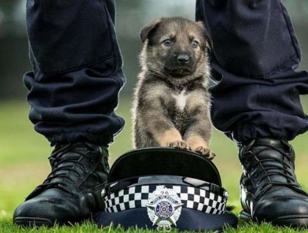 警察犬デビューするシェパード、ちょっぴり不安？しがみつく様子に「緊張してる」「頑張って」の声