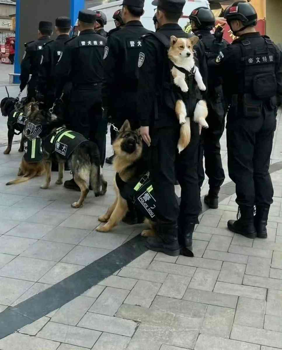 警察犬デビューするシェパード、ちょっぴり不安？しがみつく様子に「緊張してる」「頑張って」の声