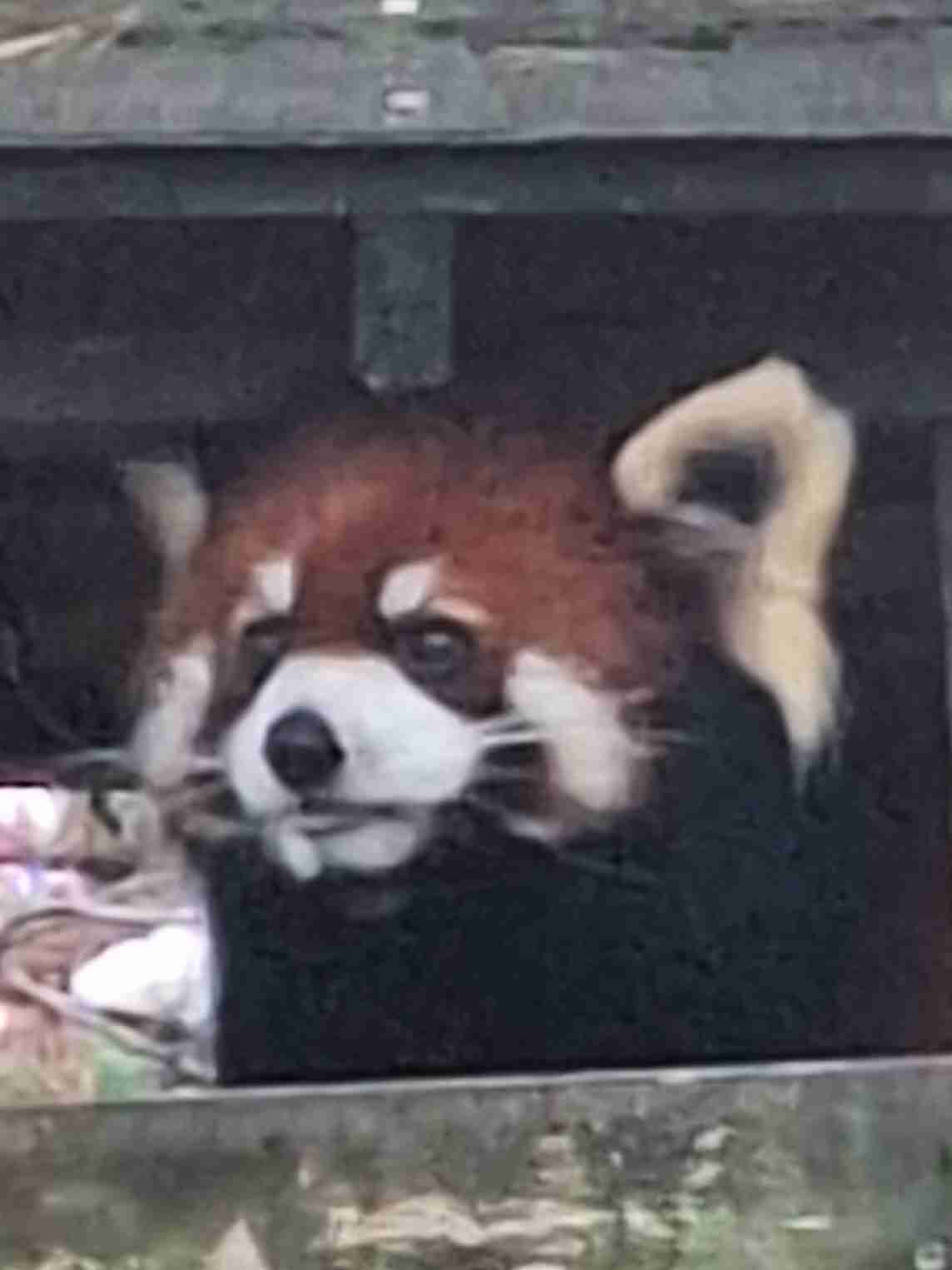 「パンダ不在の恐ろしさ、いなくなって初めて気づいた」 脱パンダ派もガチ勢も知らない、地域が抱える深刻な課題…中国が実は日本に貸したい意外な「メリット」も