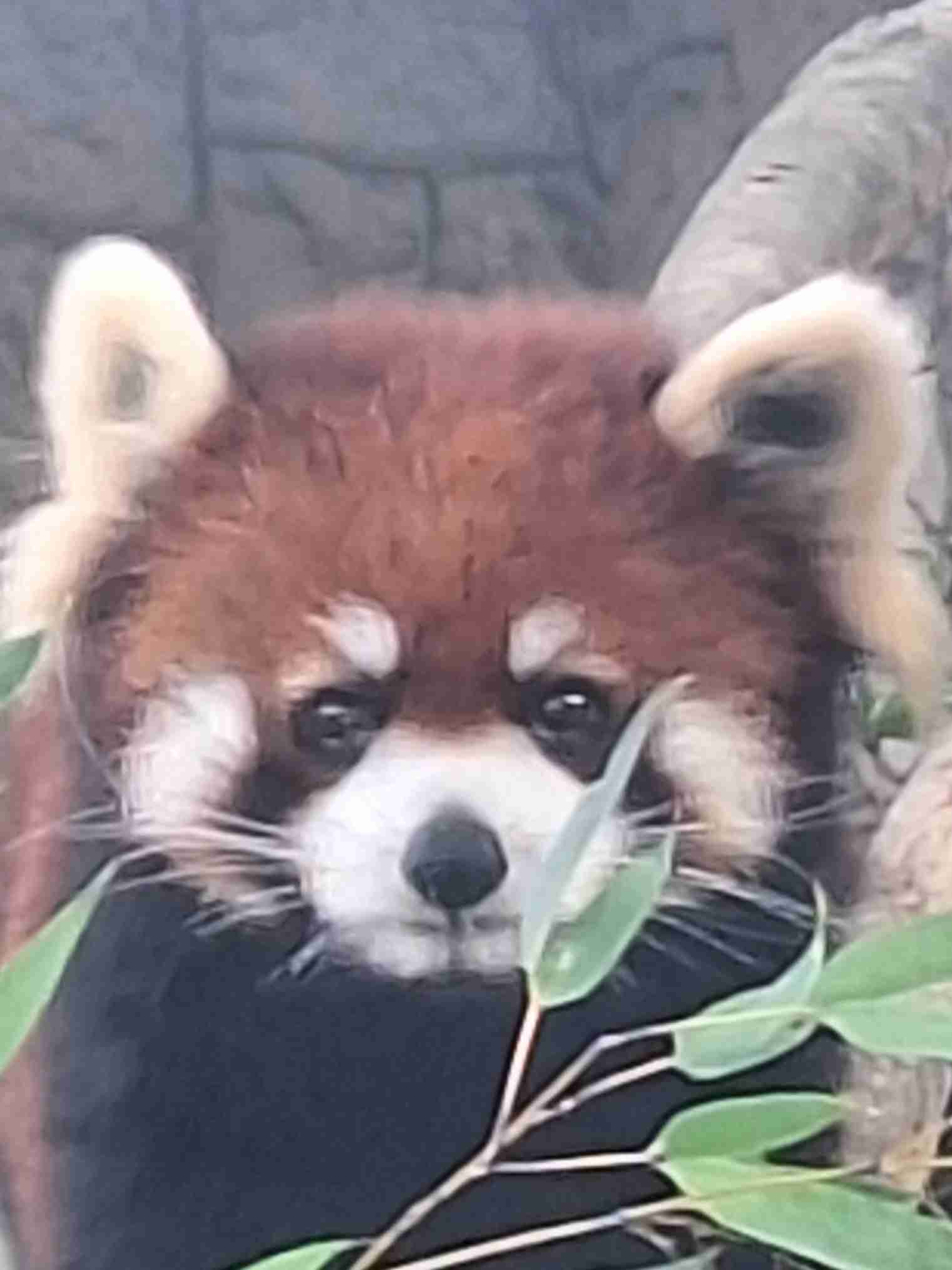 「パンダ不在の恐ろしさ、いなくなって初めて気づいた」 脱パンダ派もガチ勢も知らない、地域が抱える深刻な課題…中国が実は日本に貸したい意外な「メリット」も