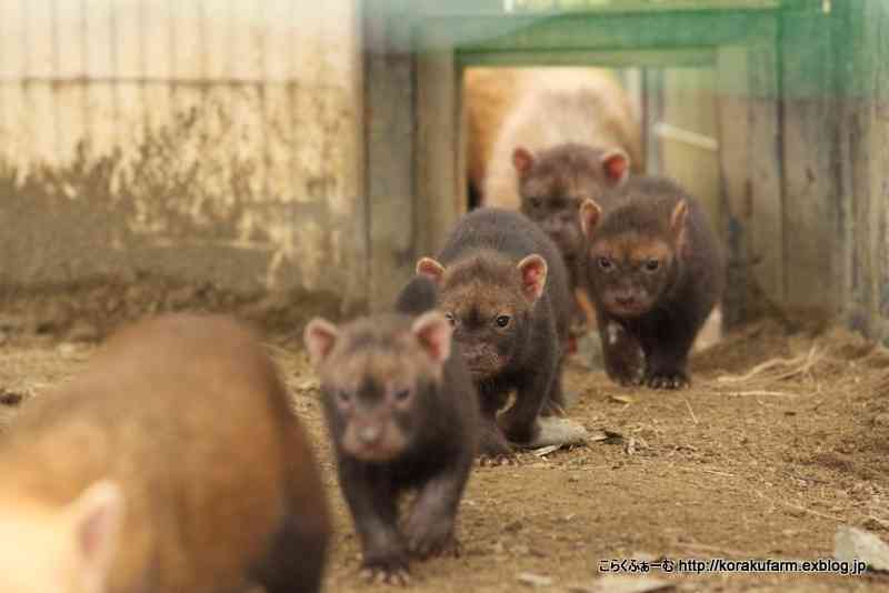 「パンダ不在の恐ろしさ、いなくなって初めて気づいた」 脱パンダ派もガチ勢も知らない、地域が抱える深刻な課題…中国が実は日本に貸したい意外な「メリット」も