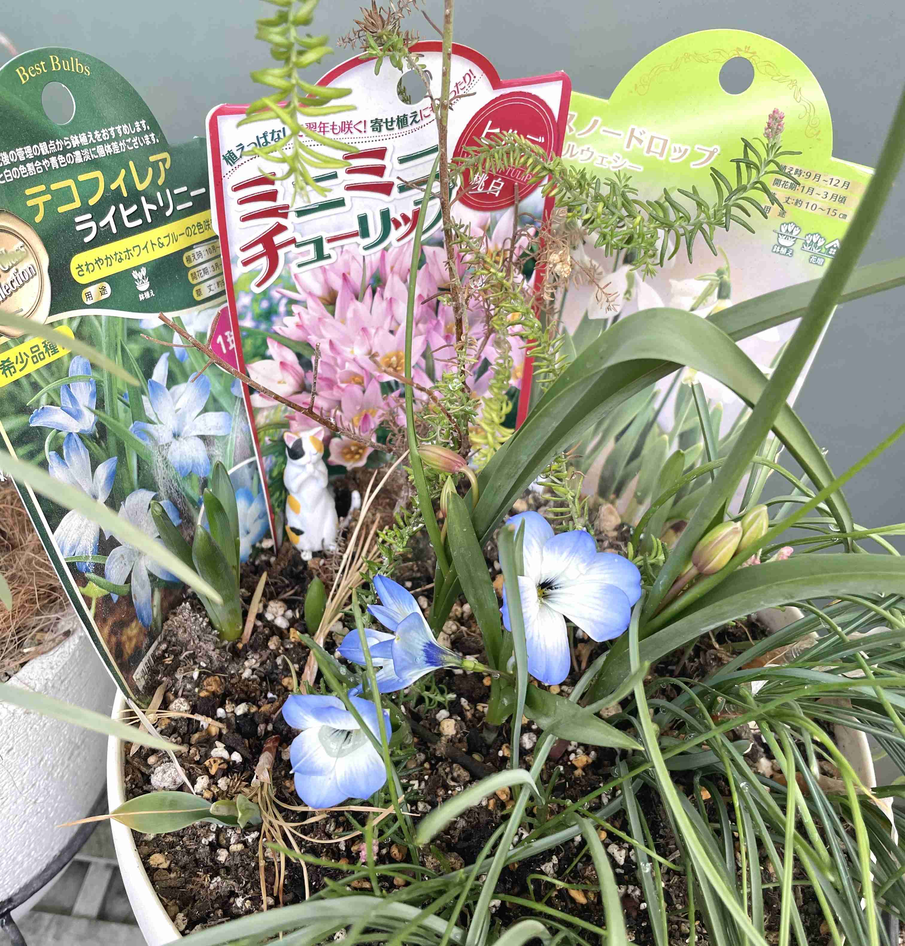 【ガーデニング】ガルちゃん園芸部【花・植物】part.55