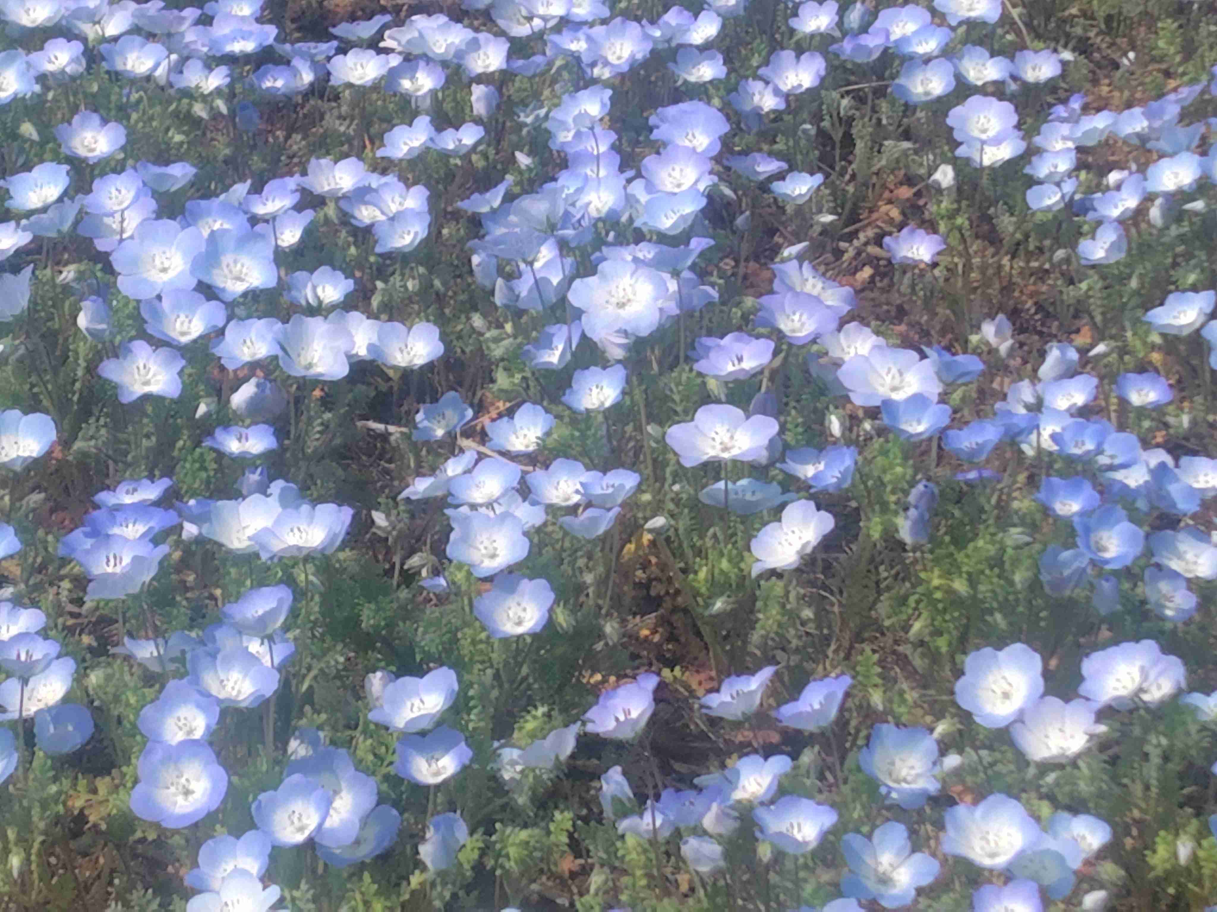 【ガーデニング】ガルちゃん園芸部【花・植物】part.55