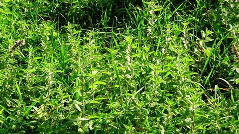 芝生の代わり、何が良い？（グランドカバーのオススメ）