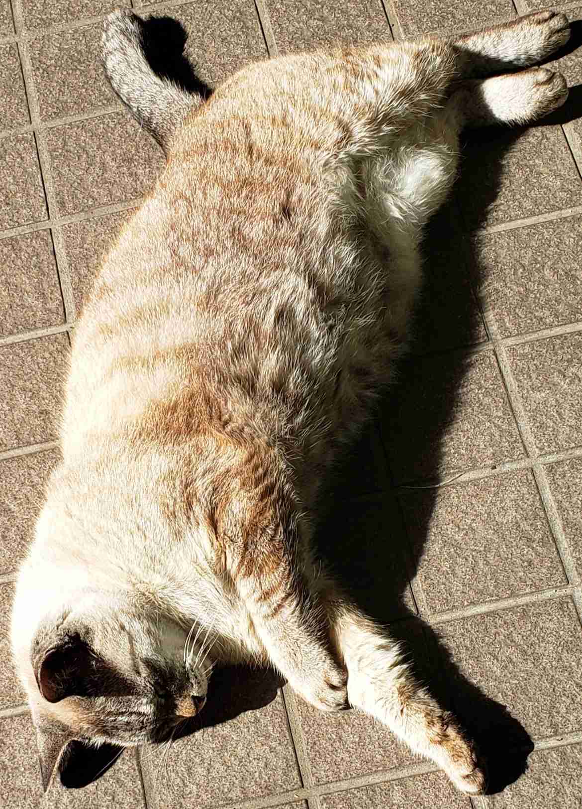 近所の猫おばさん暴走に「我慢の限界」 餌やりトラブルで最悪事態発生…「ええ加減にしなさい」注意も響かず