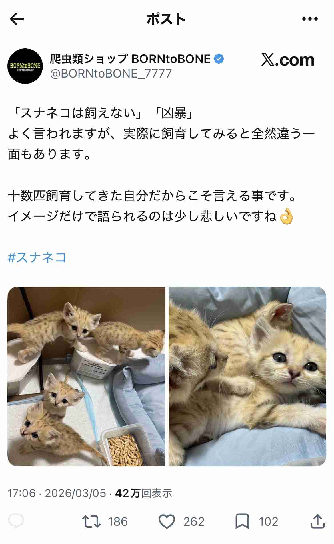 愛くるしい砂漠の天使、スナネコは「ワン！」と鳴く