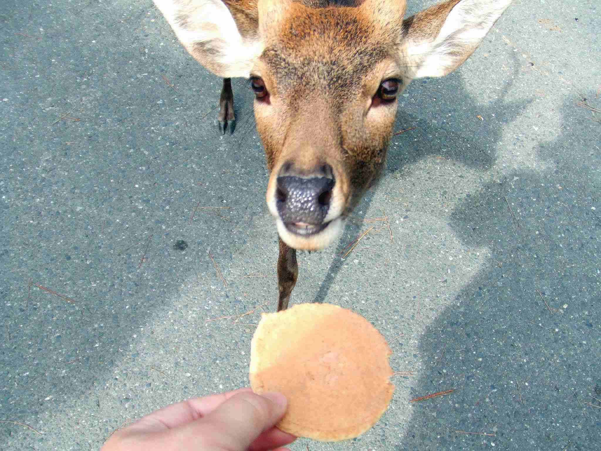 大阪市都島区の公園にシカ１頭現れる、園内を移動したり茂みに隠れたり…10日前から府内で目撃相次ぐ