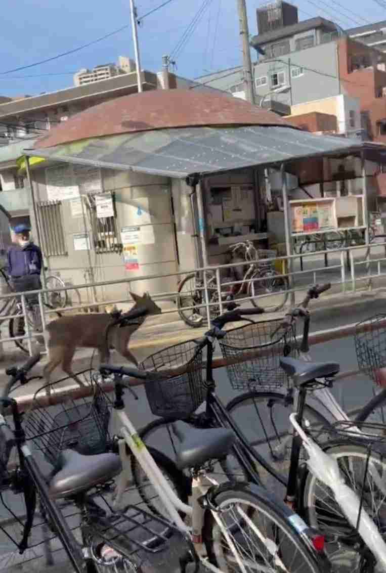 大阪市都島区の公園にシカ１頭現れる、園内を移動したり茂みに隠れたり…10日前から府内で目撃相次ぐ