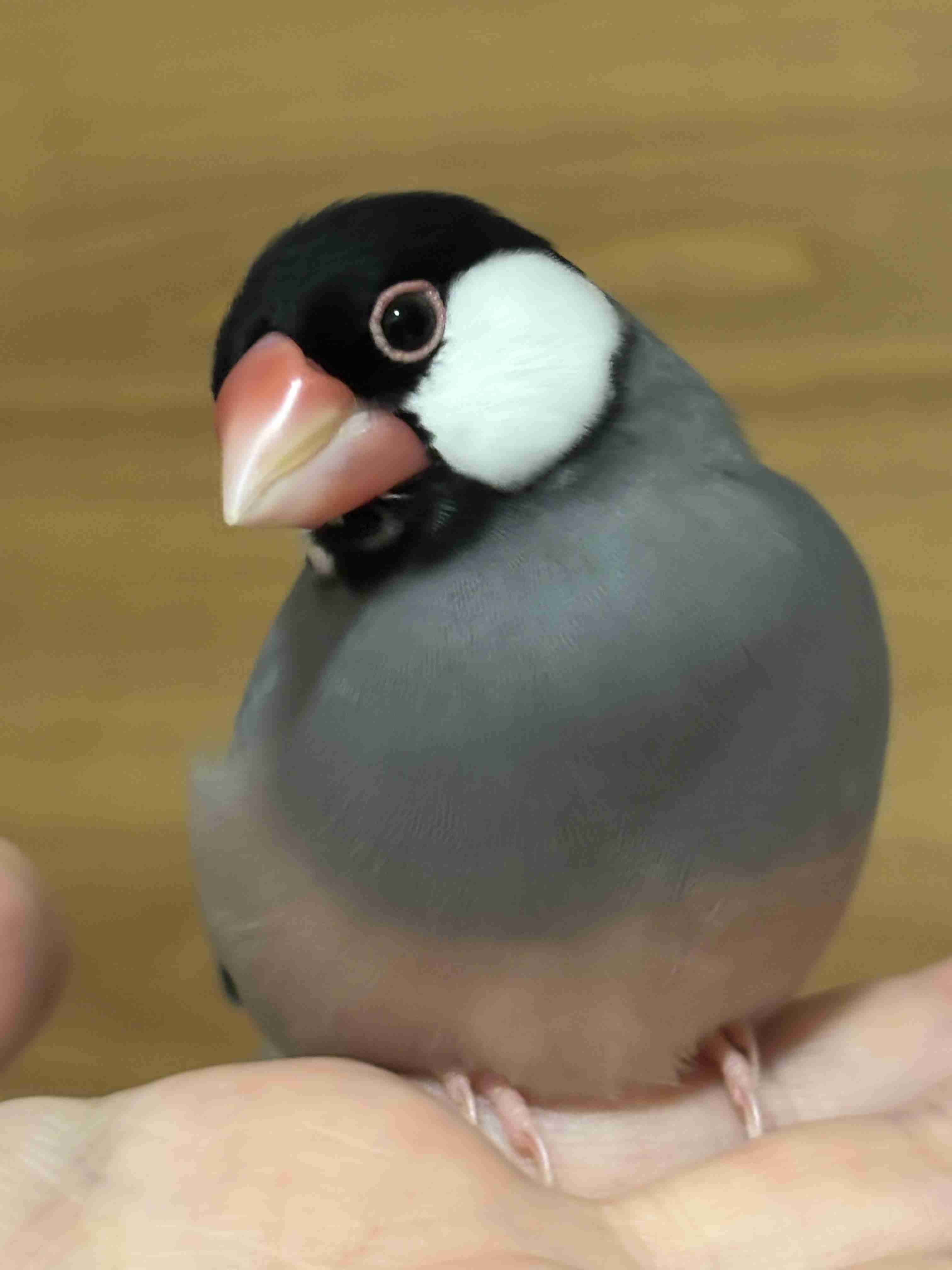 お題を出したら誰かが生成AIで画像を作ってくれるトピ【Part10】
