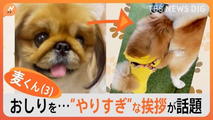 重盛さと美　爆売れ自費出版写真集「肛門の赤みを…」衝撃告白　共演者騒然、さんまも「そら売れる!!」