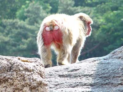 重盛さと美　爆売れ自費出版写真集「肛門の赤みを…」衝撃告白　共演者騒然、さんまも「そら売れる!!」