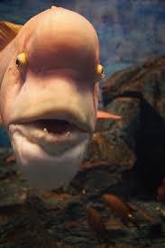 将来可愛くなる顔の特徴