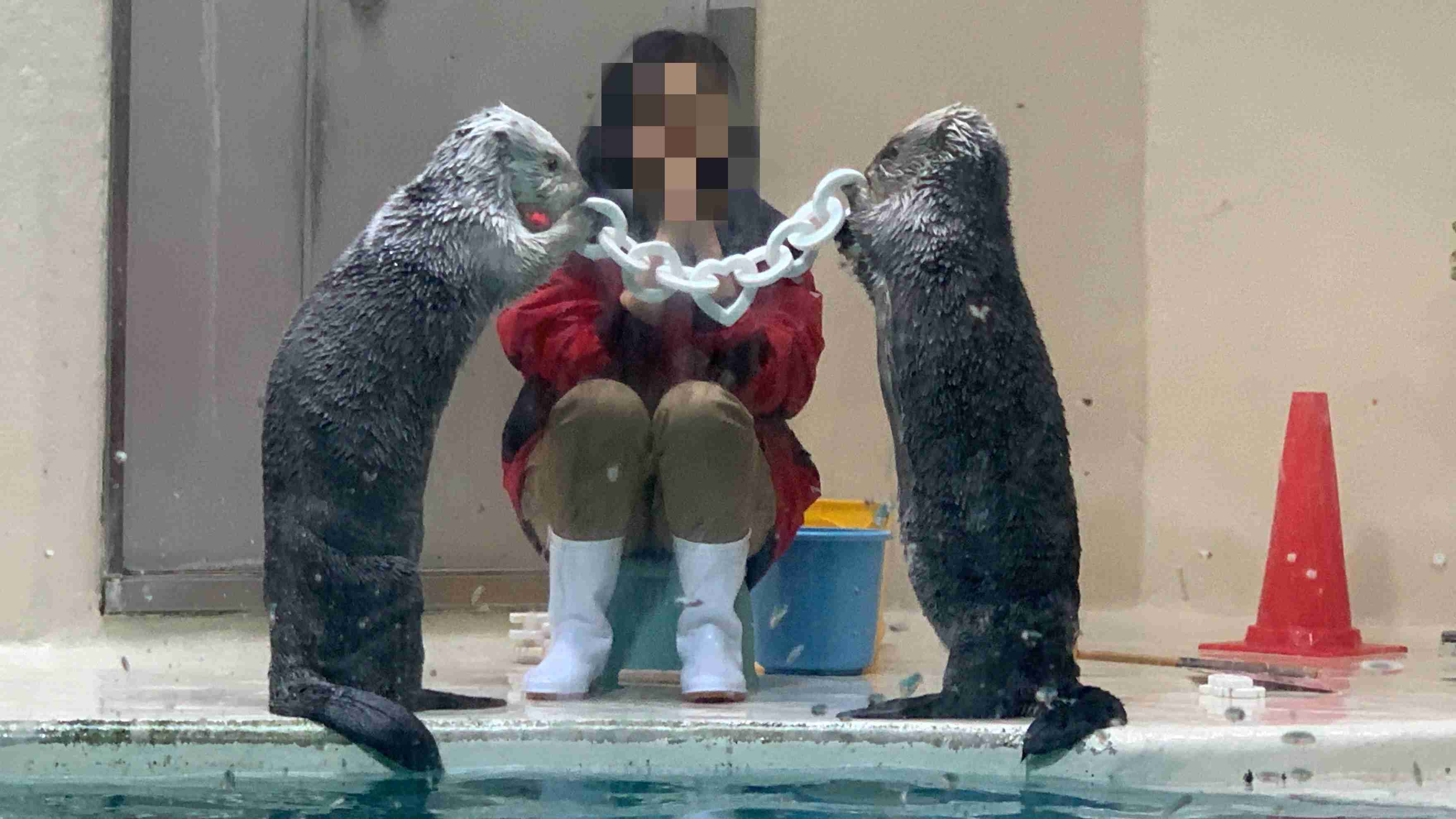 かわいい！ラッコは手をつないで寄り添って眠る。それにはこんな理由があった