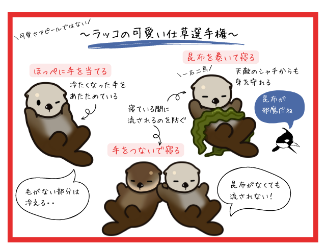 かわいい！ラッコは手をつないで寄り添って眠る。それにはこんな理由があった