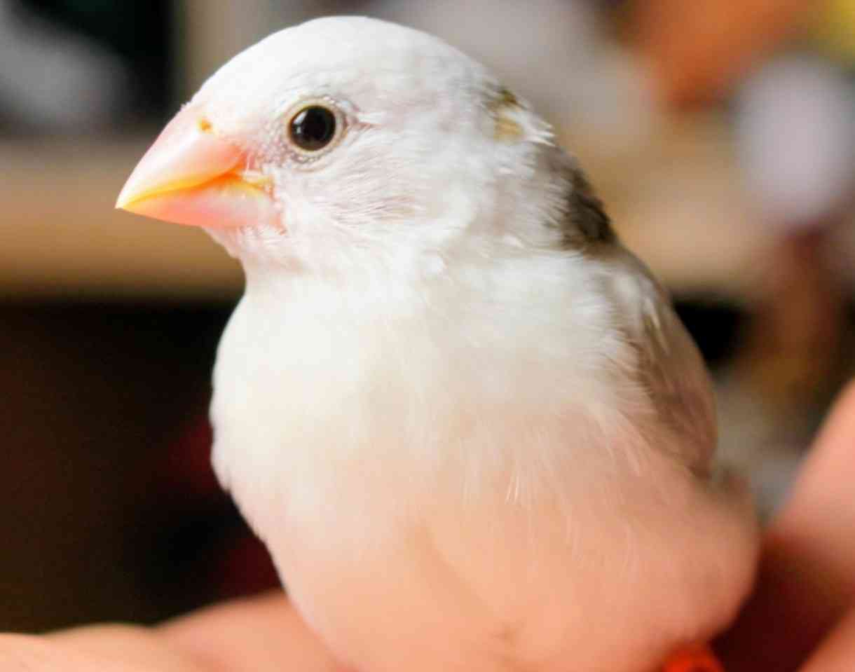 動物の名前でしりとりをしてみたいと思います