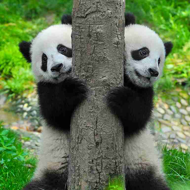 動物の名前でしりとりをしてみたいと思います