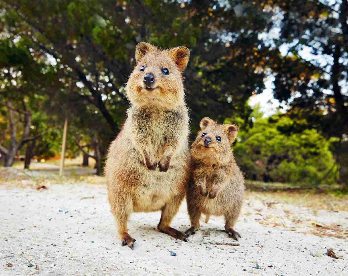 動物の名前でしりとりをしてみたいと思います