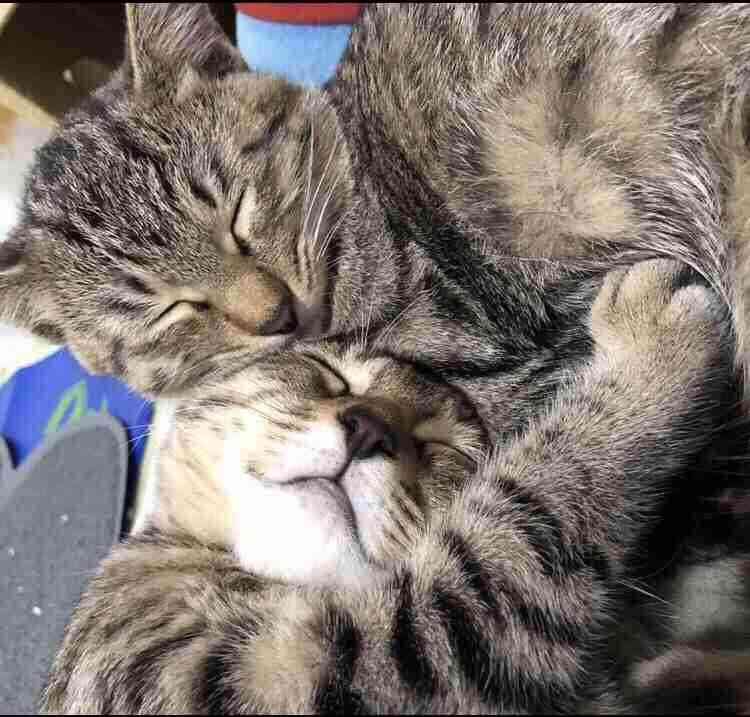 【画像】ペット自慢をして欲しい【画像は虫以外※ごめんなさい】