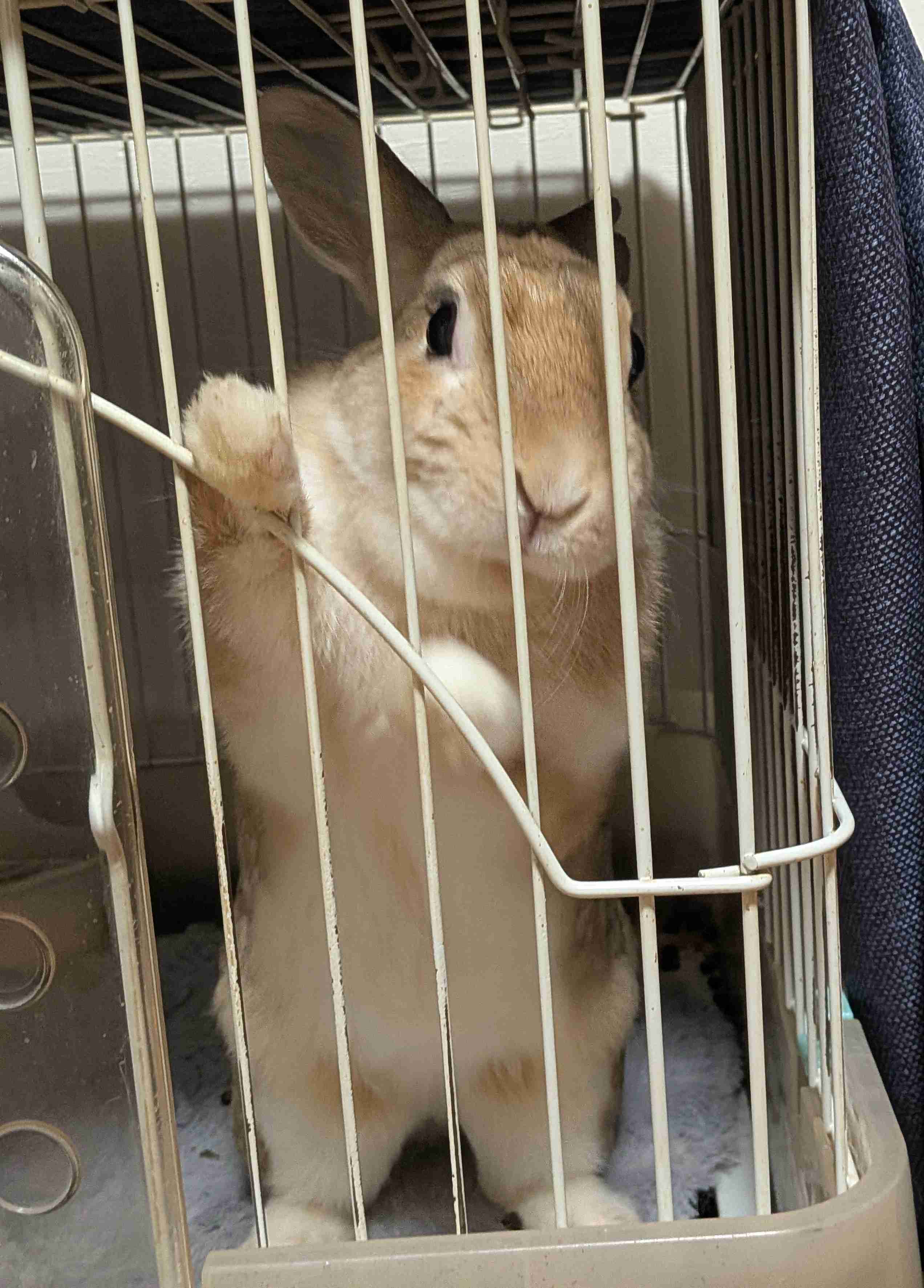【画像】ペット自慢をして欲しい【画像は虫以外※ごめんなさい】